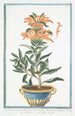 Lion's tail painting - Giorgio Bonelli — artwork view