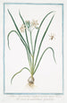 Lilia Hyacinthus vulgaris flore niveo Giglio di vallombrosa Le Lys - Giorgio Bonelli — artwork view