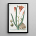 Lilio Asphodeluspheniceus Lilium rubrum Asfodelo con il fior di Giglio Lys Asphodele - Giorgio Bonelli — framed artwork on a wall