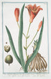 Lilio Asphodeluspheniceus Lilium rubrum Asfodelo con il fior di Giglio Lys Asphodele - Giorgio Bonelli — artwork view