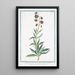 Lilio Hyacinthus vulgaris flore caeruleo giglio Persico Lys Jacinthe - Giorgio Bonelli — framed artwork on a wall