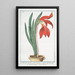 Lilionarcissus Jacobaeus flore sangiuneo rutilante Amarilli formosa Narcisse Lisjonquille - Giorgio Bonelli — framed artwork on a wall