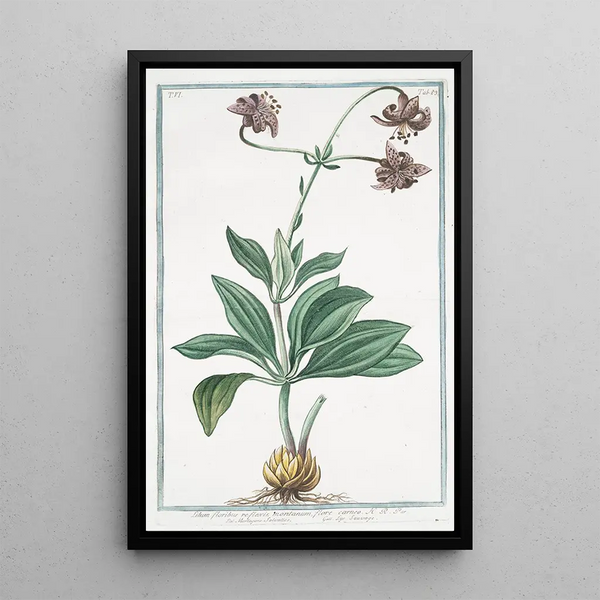 Giorgio Bonelli - Lilium floribus reflexis montanum flore carneo Martagone salvatico Lys sauvage.webp