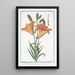Lilium purpureo croceum majus Giglio Rosso Lys rouge - Giorgio Bonelli — framed artwork on a wall