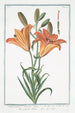 Lilium purpureo croceum majus Giglio Rosso Lys rouge - Giorgio Bonelli — artwork view