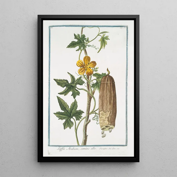 Giorgio Bonelli - Luffa Arabum semine albo Sponge gourd.webp