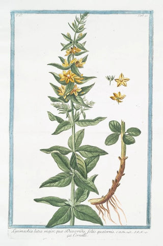 Giorgio Bonelli - Lysimachia lutea major qu Discoridis foliis quaternis Corneille Loosestrife.webp