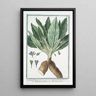 Giorgio Bonelli - Mandragora foliis asperis fructu parvo ovato acuminato floribus violaceis J Mandragora femina Mandragore femelle.webp