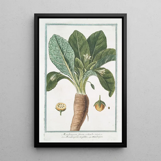 Giorgio Bonelli - Mandragora fructu rotundo Mandragora maschio Mandragore Mandrake or Satans apple.webp