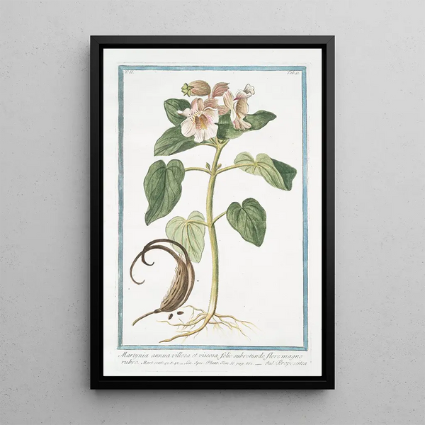Giorgio Bonelli - Martynia annua villosa et viscosa folio subrotundo flore magno rubro Proposcitea Horncapsuled Martynia Common Unicorn Plant Common Devils Claw Rams Horn Proboscis Flower.webp