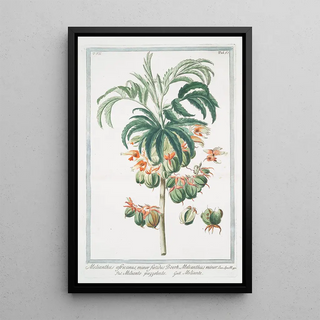 Giorgio Bonelli - Melianthus africanus minor foetidus Boerh Melianthus minor Milianto puzzolente Meliante.webp