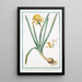 Narcissus flavus tubo oblongo rotundo in margine fimbriato Trombone Narcisse jaune - Giorgio Bonelli — ingelijst kunstwerk aan de muur