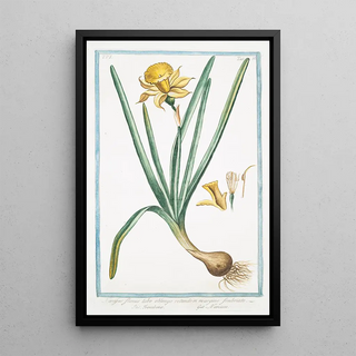 Giorgio Bonelli - Narcissus flavus tubo oblongo rotundo in margine fimbriato Trombone Narcisse Yellow narcisse.webp