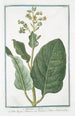Nicotiana minor Erba Regina Tabacco Nicotiane ou Tabac ou Herbe la Rhine Tabac - Giorgio Bonelli — artwork view