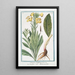 L: Onagra latifolia Onagra L'Herbe aux Anes - Giorgio Bonelli — ingelijst kunstwerk aan de muur