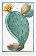 Opuntia vulgo Herbariorum Ficus Indica folio spinoso fructu majore Fico d'India Raquette ou Cardasse - Giorgio Bonelli — weergave van het kunstwerk