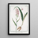 Orchis Palmata montana maculata Palma Cristi Le Satirion - Giorgio Bonelli — ingelijst kunstwerk aan de muur