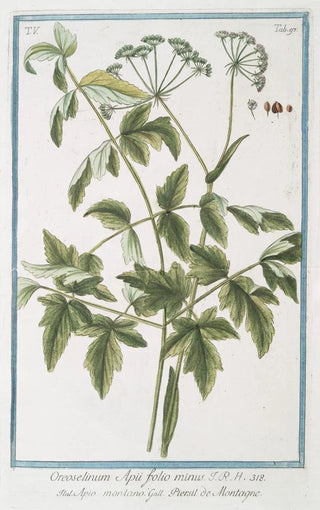 Giorgio Bonelli - Oreoselirum Apii folio minus Apio montamo Persil de Montagne Montain parsley.webp