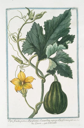 Giorgio Bonelli - Pepo fructu parvo Pyriformi Cucurbita aspera Pyriformis parva Zucca Citrouille Pumpkin.webp