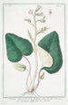 Petasites minor Tussilago alba Pétasite blanc - Giorgio Bonelli — weergave van het kunstwerk