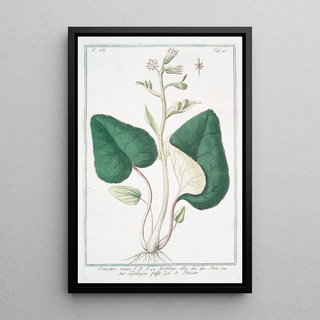 Giorgio Bonelli - Petasites minor Tussilago alba Tossilagine falsa Le Ptasite White butterbur.webp