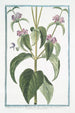 Phlomis Narbonensis à feuille de Hormin à fleur pourprée - Giorgio Bonelli — weergave van het kunstwerk