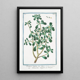 Giorgio Bonelli - Portulaca latifolia sive lativa Porcacchia maggiore Pourpier Purslane Moss Rose.webp