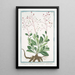 Portulaca racémose à feuilles obovales Pourpier - Giorgio Bonelli — framed artwork on a wall