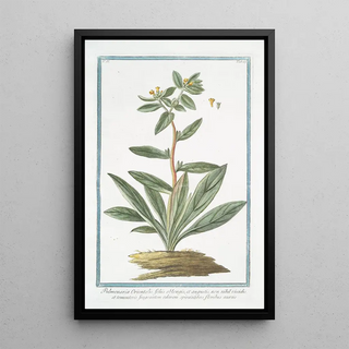 Giorgio Bonelli - Pulmonaria Orientalis foliis oblongis et angustis non nihil viscidis et tomentosis fragrantem odorem spirantibus floribus aureis.webp