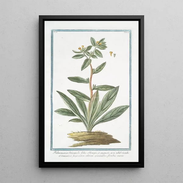 Giorgio Bonelli - Pulmonaria Orientalis foliis oblongis et angustis non nihil viscidis et tomentosis fragrantem odorem spirantibus floribus aureis.webp