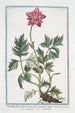 Pulsatille à feuilles trifides dentées à fleur incarnate pleine - Giorgio Bonelli — weergave van het kunstwerk