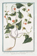 Quamoclit américaine à feuilles cordiformes aiguës - Giorgio Bonelli — weergave van het kunstwerk