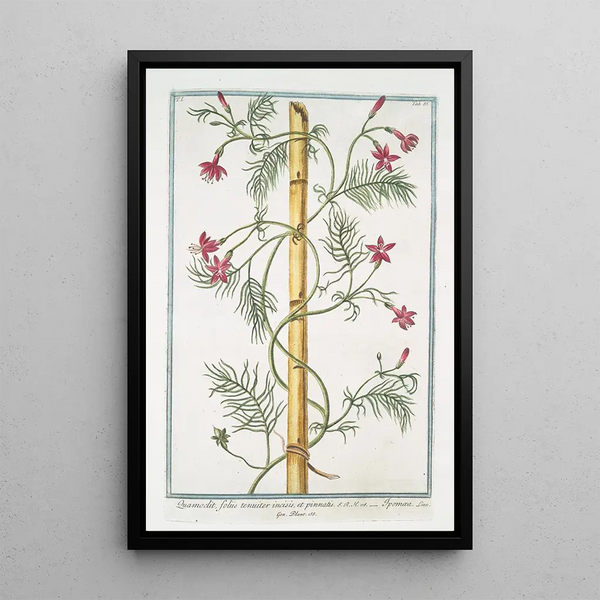 Giorgio Bonelli - Quamoclit foliis tenuiter incisis et pinnatis Ipomacypress vine cardinal climber star glory.webp