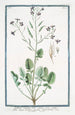 Radis caudatus à feuilles pennées - Giorgio Bonelli — weergave van het kunstwerk
