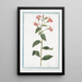 Rapuntium américain à fleur écarlate - Giorgio Bonelli — ingelijst kunstwerk aan de muur