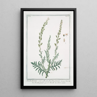 Giorgio Bonelli - Reseda maxima Reseda alba foliis pinnatis Rsda grande Le Reseda ou Herbe maure white upright mignonette wild mignonette Common mignonette Bastard rocket Sweet reseda.webp