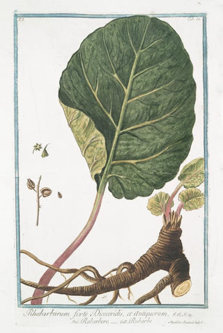 Giorgio Bonelli - Rhabarbarum forte Dioscoridis et Antiquorum Rabarbero Rubarbe Rhubarb.webp