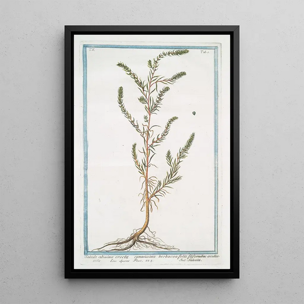 Giorgio Bonelli - Salsola allissima erecta ramosissima herbacea foliis filiformibus acutiusculis Salsola Russian thistle.webp