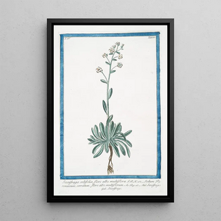 Giorgio Bonelli - Saxifraga sedifolia flore albo multiflora Sedum Pyrenaicum serratum flore albo muttiflorum Sassifragia Sassifrage Rockfoil.webp