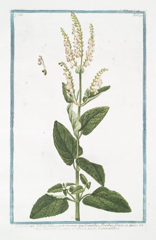 Giorgio Bonelli - Scorodonia Salvi foliis parte inversa candicantibus floribus flavis in spicas rariter dispositis ex una et altera parte vegetantibus Wood Sage.webp