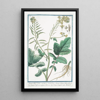 Giorgio Bonelli - Sinapi Rapi folio Sinapi Siliqua latuscula glabra semine rufo sive vulgare Senepa maggiore Moutarde Mustard.webp