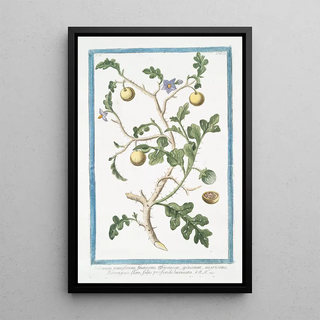 Giorgio Bonelli - Solanum pomiferum frutescens africanum spinosum nigricans Borraganis flore foliis profunde laciniatis.webp