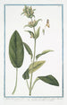 Stachis latifolia majeure à feuilles vert foncé et fleur casquée ferrugineuse Stachide à fleur variée Grote brandnetel - Giorgio Bonelli — weergave van het kunstwerk