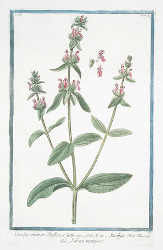 Giorgio Bonelli - Stachys minor Italica Stachys Salvia Montana Hedge nettle Betony Wundwort.webp