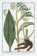 Symphytum Consolida majeure à fleur blanche ou jaune pâle dite femelle Grande Consoude Consoude commune - Giorgio Bonelli — weergave van het kunstwerk