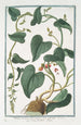 Tamnus racemosa à petite fleur jaune pâle Sceau de Notre Dame - Giorgio Bonelli — weergave van het kunstwerk