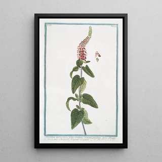 Giorgio Bonelli - Teucrium tartaricum foliis cordatis crenatis petiolatis Spicis oblongis densissimis doctissimo Wagnero acceptum Teucrio rosse spicato Germander from Central Asia.webp