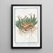 Tithymalus Euphorbium dit Euphobio Tithymalus aizooides à tige rameuse rampante sombre et noueuse à feuilles nues pétales des fleurs blanc rosé bidentées et tridentées Euphorbe - Giorgio Bonelli — ingelijst kunstwerk aan de muur