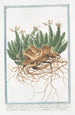 Tithymalus Euphorbium dit Euphobio Tithymalus aizooides à tige rameuse rampante sombre et noueuse à feuilles nues pétales des fleurs blanc rosé bidentées et tridentées Euphorbe - Giorgio Bonelli — weergave van het kunstwerk