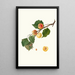 Apricot of Alexandria with bitter almond Armeniaca Alexandrina Apricot - Giorgio Gallesio — framed artwork on a wall